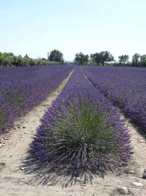 Bastidon Plein Sud Villa Gordes Bagian luar foto